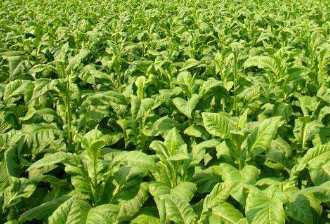 煙草行業(yè)數(shù)據(jù)分析：2019年1-10月全國(guó)卷煙產(chǎn)量為20340.9億支